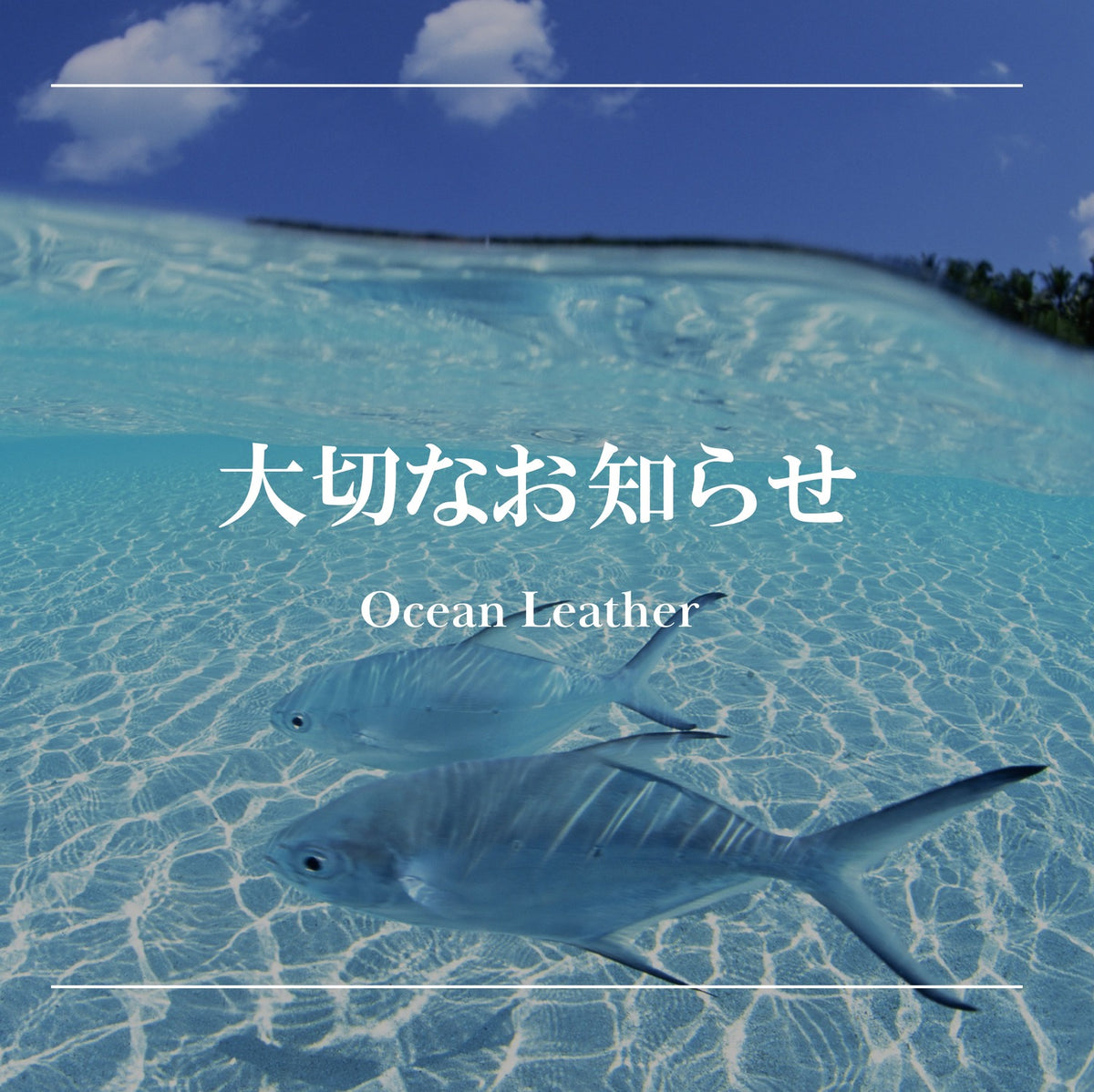 大切なお知らせ - Ocean Leather